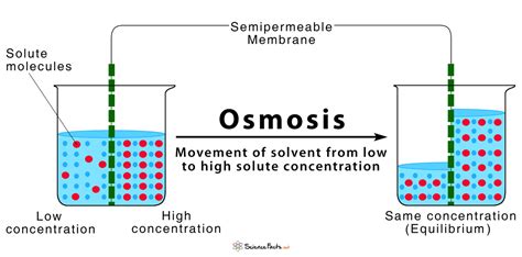 explain the phenomenon of osmosis.